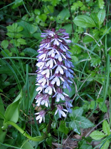 2009 Marais de la Voise 18